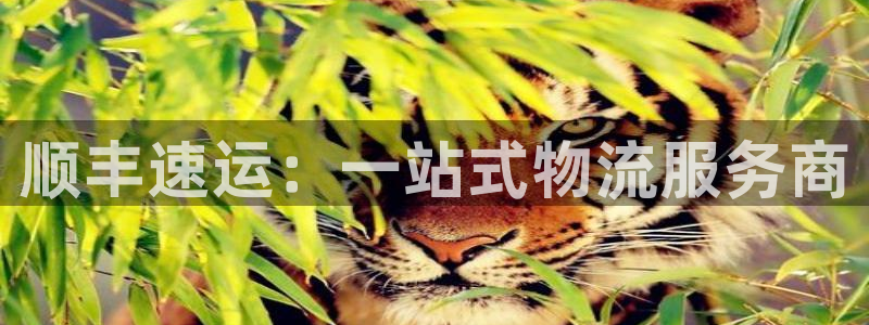 ,优游国际链接来一个：顺丰速运：一站